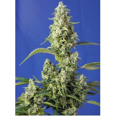 Sweet seeds Gorilla Girl XL Auto autofeminized