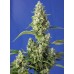 Семена Sweet seeds Sweet Gorilla Girl XL Auto autofeminized - цены, описание в интернет-магазине Dutch Seeds