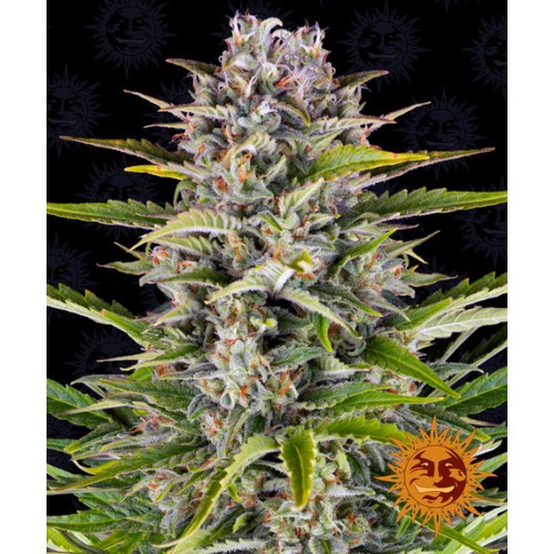 Семена Barneys farm Gorilla Zkittlez Auto autofeminized - цены, описание в интернет-магазине Dutch Seeds