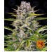 Семена Barneys farm Gorilla Zkittlez Auto autofeminized - цены, описание в интернет-магазине Dutch Seeds