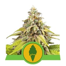 Royal Queen Seeds Green Gelato Automatic autofeminized