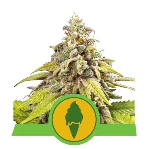 Семена Royal Queen Seeds Green Gelato Automatic 5 шт. - цены, описание в интернет-магазине Dutch Seeds