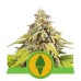 Семена Royal Queen Seeds Green Gelato Automatic 5 шт. - цены, описание в интернет-магазине Dutch Seeds