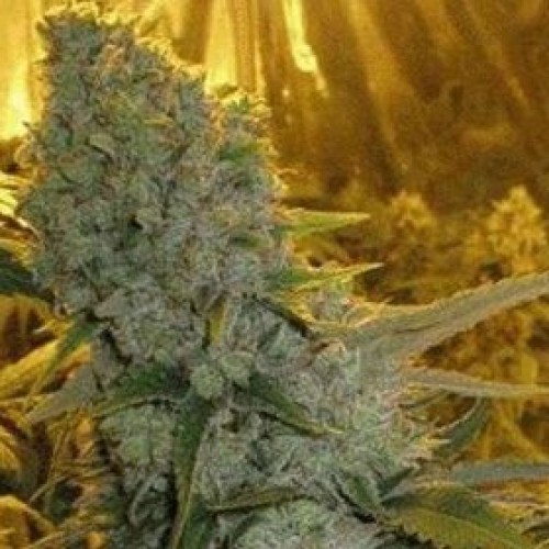 Семена Nirvana Haze 1 feminized - цены, описание в интернет-магазине Dutch Seeds