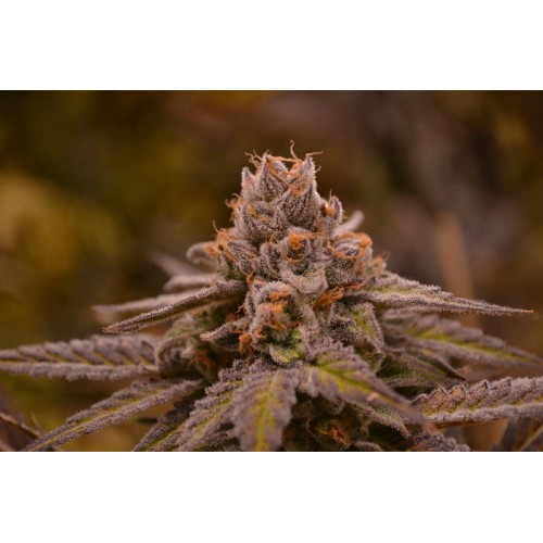 Семена Jinxproof Genetics Hubba Bubba regular - цены, описание в интернет-магазине Dutch Seeds