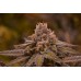 Семена Jinxproof Genetics Hubba Bubba regular - цены, описание в интернет-магазине Dutch Seeds