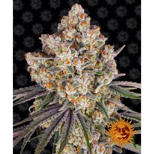 Семена Barneys farm Ice Cream Cake feminized - цены, описание в интернет-магазине Dutch Seeds