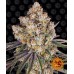 Семена Barneys farm Ice Cream Cake feminized - цены, описание в интернет-магазине Dutch Seeds