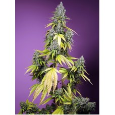 Sweet seeds Jet Fuel Mandarine XL Auto autofeminized