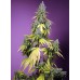 Семена Sweet seeds Jet Fuel Mandarine XL Auto autofeminized - цены, описание в интернет-магазине Dutch Seeds