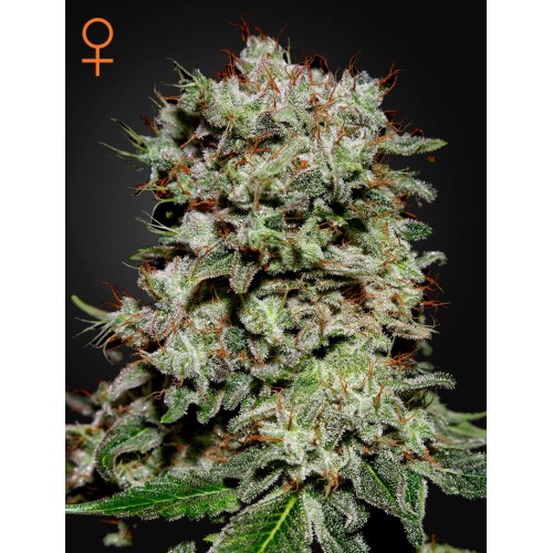 Семена Green House Kalashnikova feminized - цены, описание в интернет-магазине Dutch Seeds