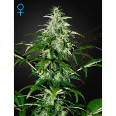 Dutch Passion Skywalker Haze feminized