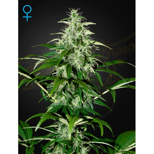 Семена Dutch Passion Auto Skywalker Haze autofem - цены, описание в интернет-магазине Dutch Seeds