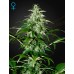 Семена Barneys farm Runtz Auto autofeminized - цены, описание в интернет-магазине Dutch Seeds