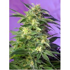 Delicious Seeds Critical Sensi Star Early Version feminized