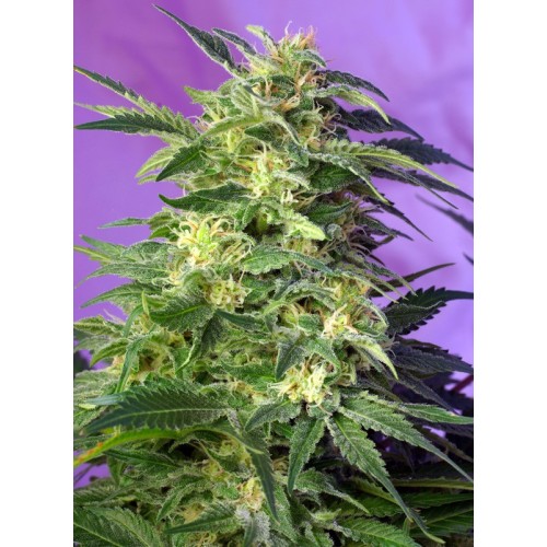 Семена Delicious Seeds Eleven Roses Early Version feminized - цены, описание в интернет-магазине Dutch Seeds