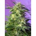 Семена Delicious Seeds Delicious Cookies feminized - цены, описание в интернет-магазине Dutch Seeds