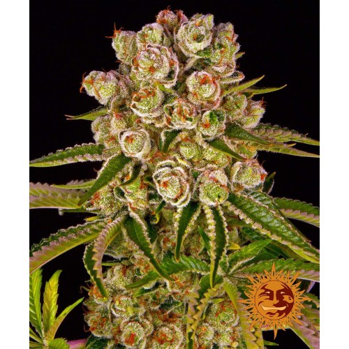 Семена Sweet seeds Sweet Killer Kush Auto autofeminized - цены, описание в интернет-магазине Dutch Seeds