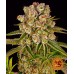 Семена Delicious Seeds Chocobang feminized - цены, описание в интернет-магазине Dutch Seeds