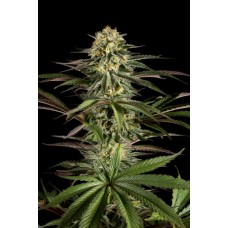 Dinafem KushNCheese feminized