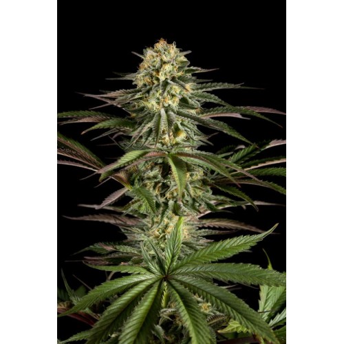 Семена Dinafem KushNCheese feminized - цены, описание в интернет-магазине Dutch Seeds