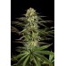 Семена Dinafem KushNCheese feminized - цены, описание в интернет-магазине Dutch Seeds