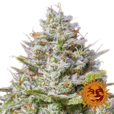 Barneys farm Blue Gelato 41 feminized