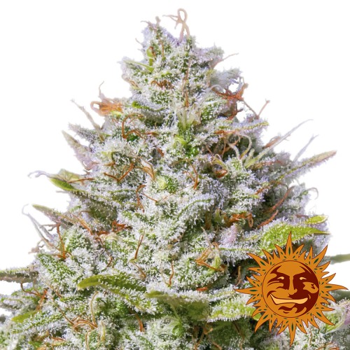 Семена Barneys farm Blue Gelato 41 feminized - цены, описание в интернет-магазине Dutch Seeds