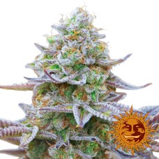 Barneys farm Gorilla Zkittlez feminized