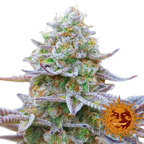 Семена Barneys farm Gorilla Zkittlez feminized - цены, описание в интернет-магазине Dutch Seeds