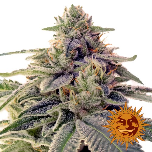 Семена Barneys farm Shishkaberry feminized - цены, описание в интернет-магазине Dutch Seeds