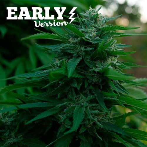 Семена Barneys farm Gary Payton feminized - цены, описание в интернет-магазине Dutch Seeds