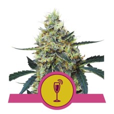 Royal Queen Seeds Mimosa feminized