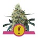 Семена Royal Queen Seeds Mimosa feminized 5 шт. - цены, описание в интернет-магазине Dutch Seeds