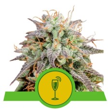 Royal Queen Seeds Mimosa Automatic autofeminized