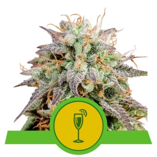 Семена Royal Queen Seeds Mimosa Automatic 5 шт. - цены, описание в интернет-магазине Dutch Seeds