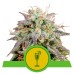 Семена Royal Queen Seeds Mimosa Automatic 5 шт. - цены, описание в интернет-магазине Dutch Seeds