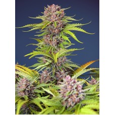 Sweet seeds Mimosa Bruce Banner XL Auto autofeminized