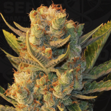 T.H.Seeds MK-Ultra x Bubblegum feminized