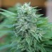 Семена Doctor Choice Cali Crasher feminized - цены, описание в интернет-магазине Dutch Seeds