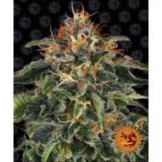 Barneys farm Moby Dick feminized