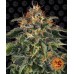 Семена Barneys farm Moby Dick feminized - цены, описание в интернет-магазине Dutch Seeds