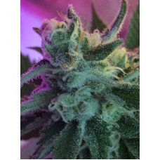 Jinxproof Genetics Mothertongue regular