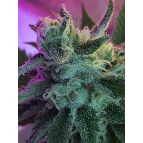 Семена Jinxproof Genetics Mothertongue regular - цены, описание в интернет-магазине Dutch Seeds