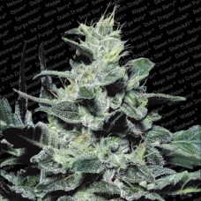 Paradise seeds Nebula feminized