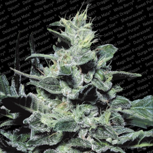 Семена Paradise seeds Nebula feminized - цены, описание в интернет-магазине Dutch Seeds