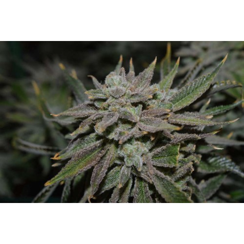 Семена Jinxproof Genetics Nomad regular - цены, описание в интернет-магазине Dutch Seeds