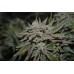 Семена Jinxproof Genetics Nomad regular - цены, описание в интернет-магазине Dutch Seeds