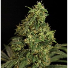 Dutch Bulk Northern Light feminized