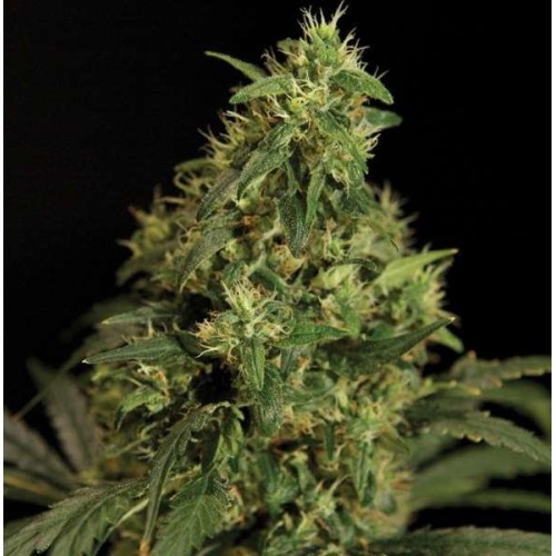 Семена Dutch Bulk Northern Light feminized 20 шт. - цены, описание в интернет-магазине Dutch Seeds